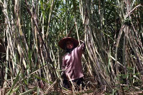 Ilustrasi petani panen tebu (IDN Times/Istimewa)
