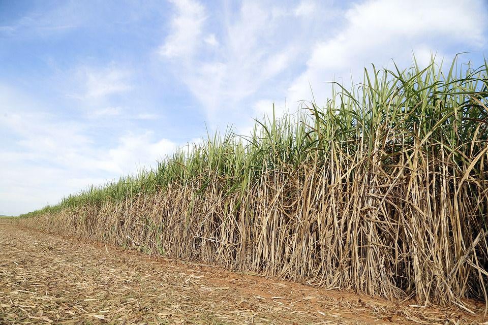 Tebu Petani Terancam Tak Terserap di Tengah Wacana Impor Gula