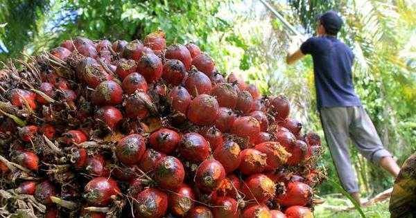LSM mengirimkan petisi ke AS bahwa perusahaan sawit Malaysia lakukan eksploitasi kepada pekerjanya. Ilustrasi (twitter.com/Lensawit)