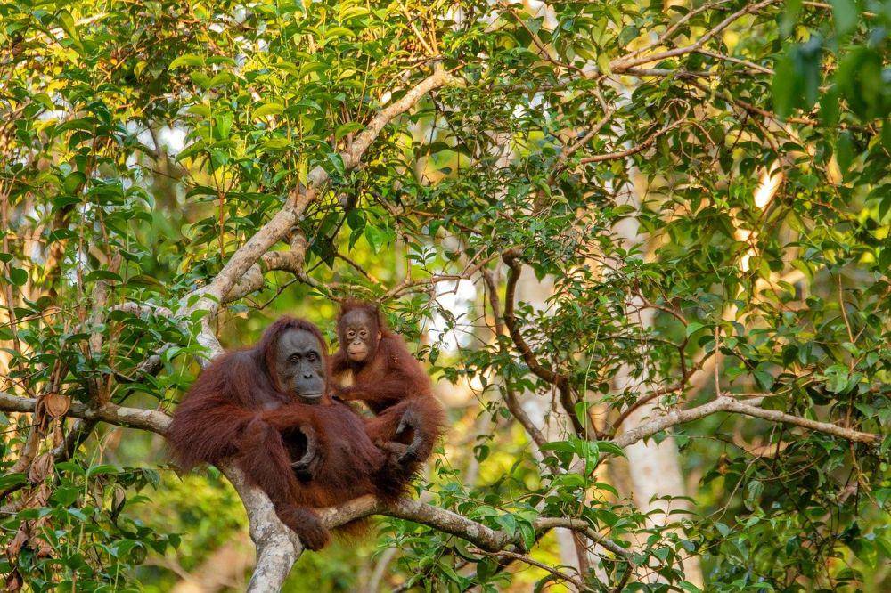 Orangutan Kalimantan (pixabay.com/e-smile)