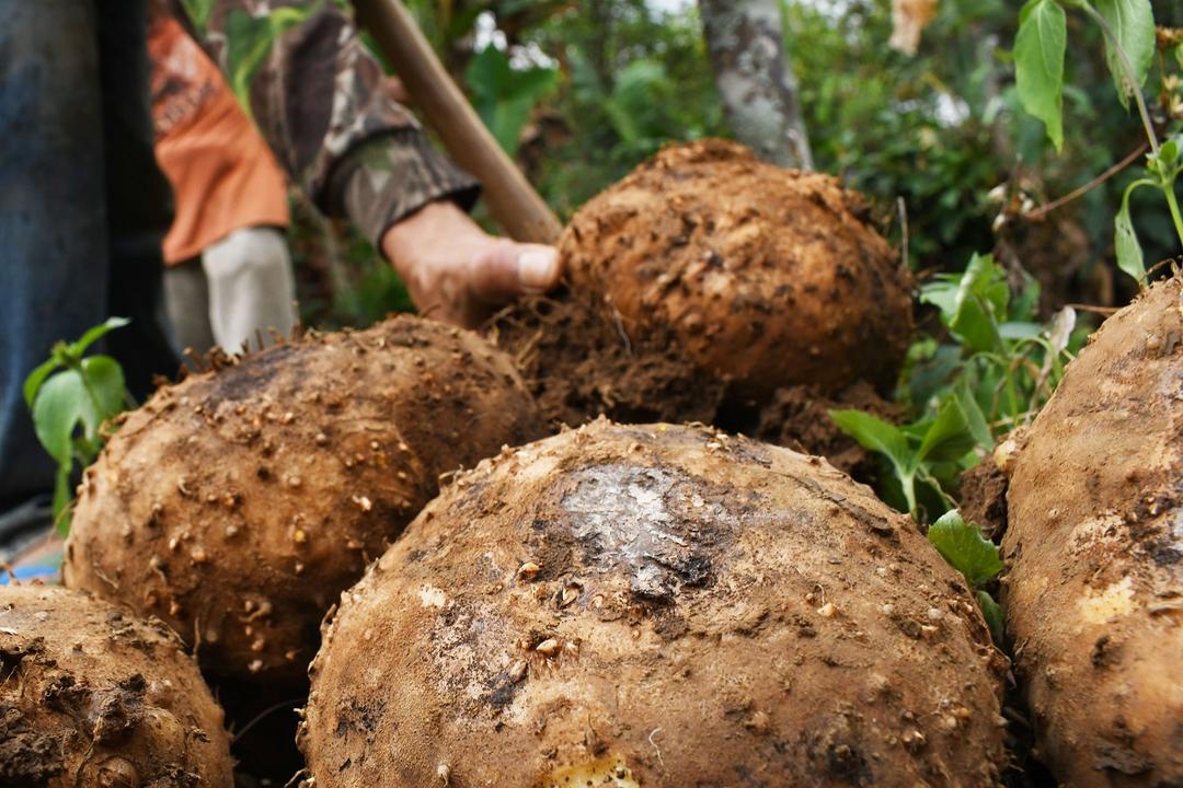 Porang, Primadona Baru Sektor Pertanian