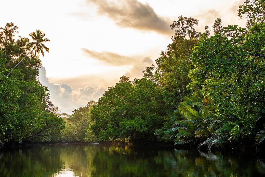 Hari Hutan Sedunia 2022, Sertifikasi Produk Kehutanan Jadi Perhatian