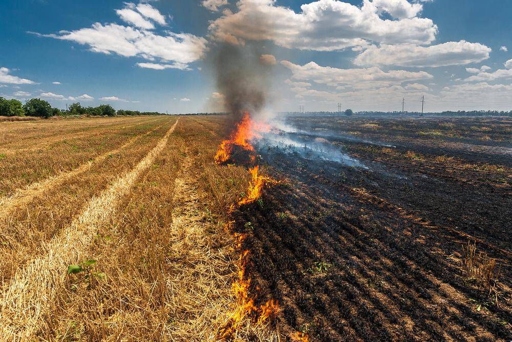 Ilustrasi lahan terbakar. (Shutterstock/Astanin)