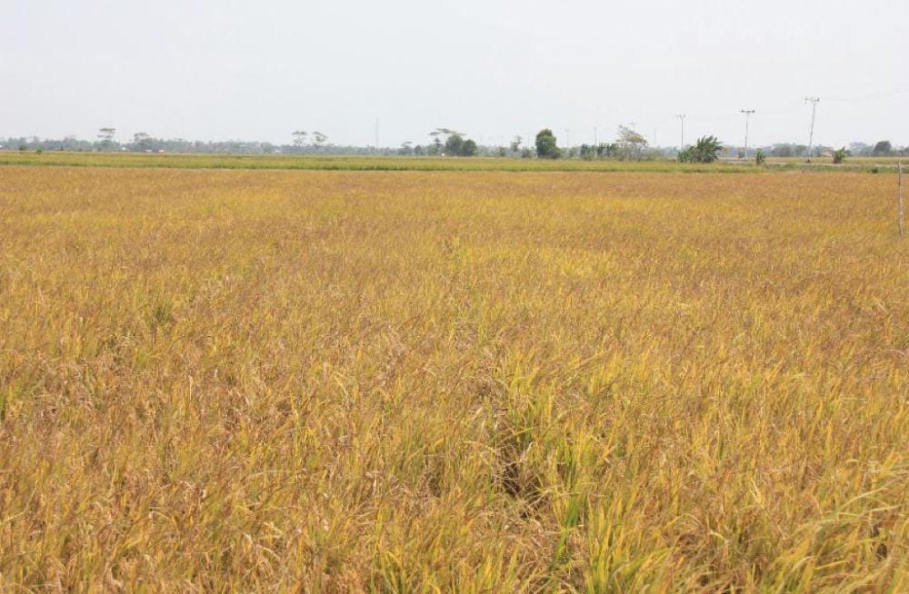 Ilustrasi food estate (Dok. Kementan)