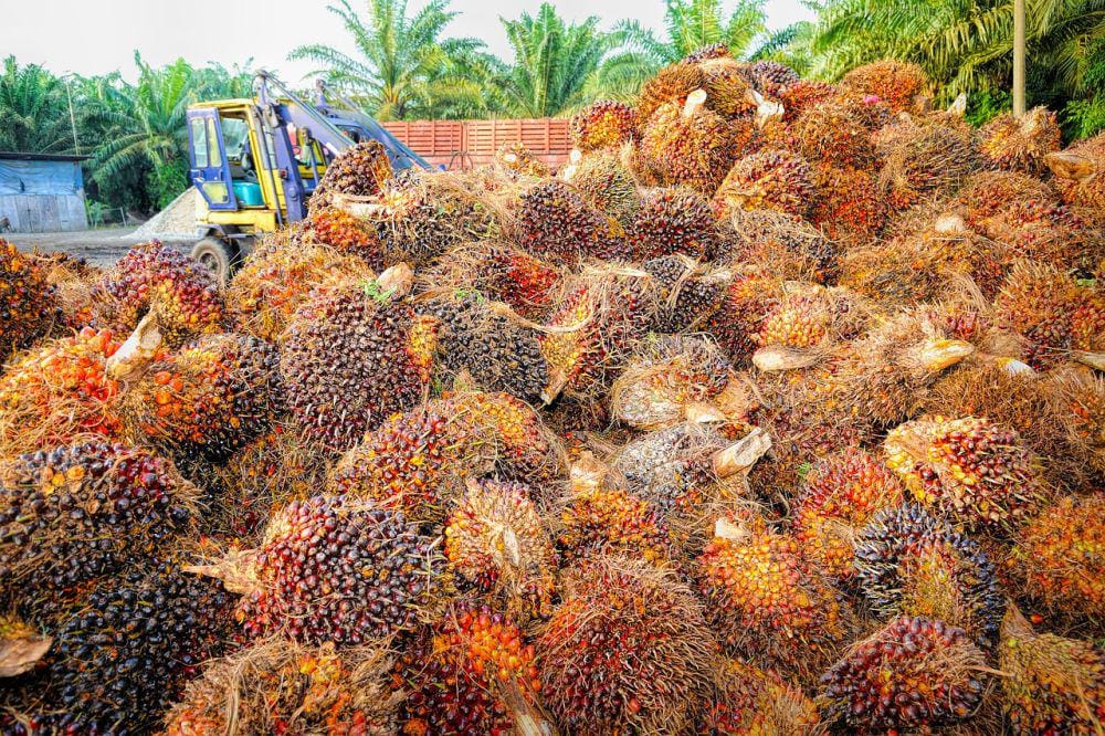 Wamentan Buka Suara Soal 10 Perusahaan CPO Diduga Transfer Pricing