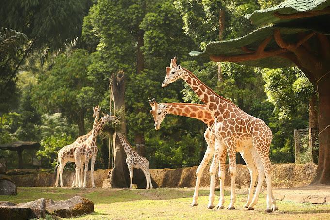 Siapa Pemilik Taman Safari Indonesia? Diduga Lakukan Eksploitasi