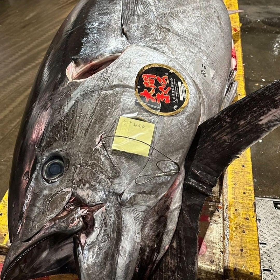 Tuna Terjual Rp12,2 Miliar di Lelang Tahun Baru Jepang, Sebesar Apa?