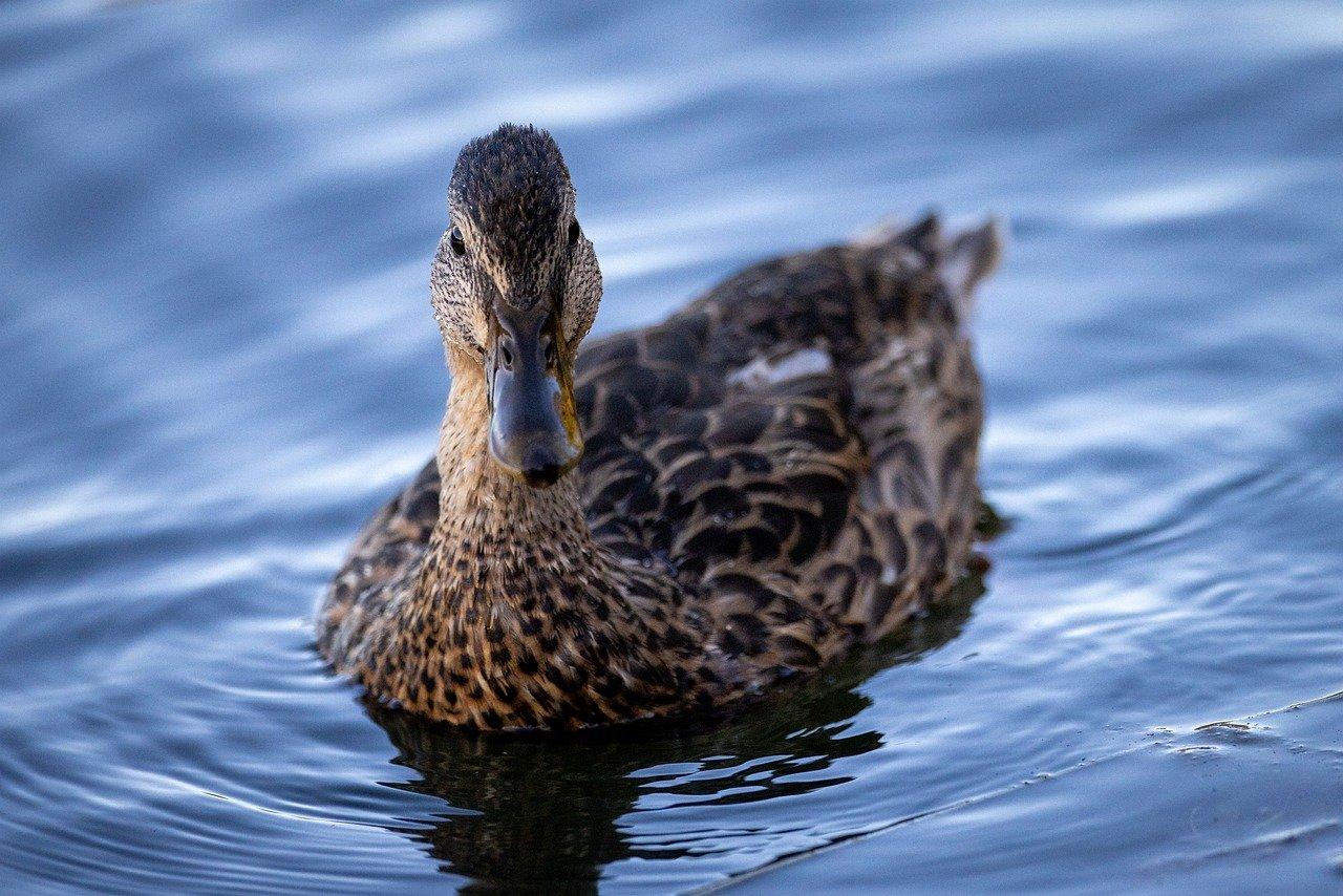 Mengenal Duck Syndrome, Gejala, dan Cara Mengatasinya