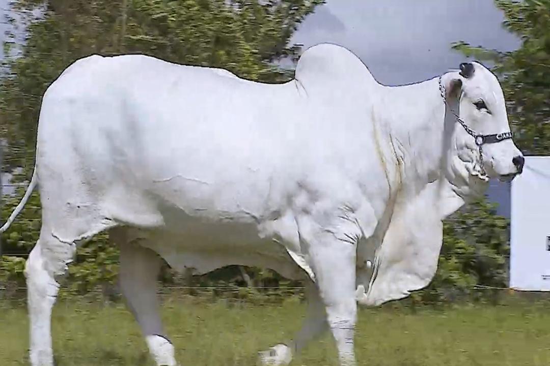 Sapi Termahal di Dunia Laku Lebih dari Rp70 Miliar