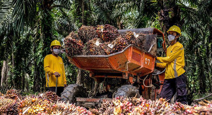 Pekerja di Perkebunan kelapa sawit
