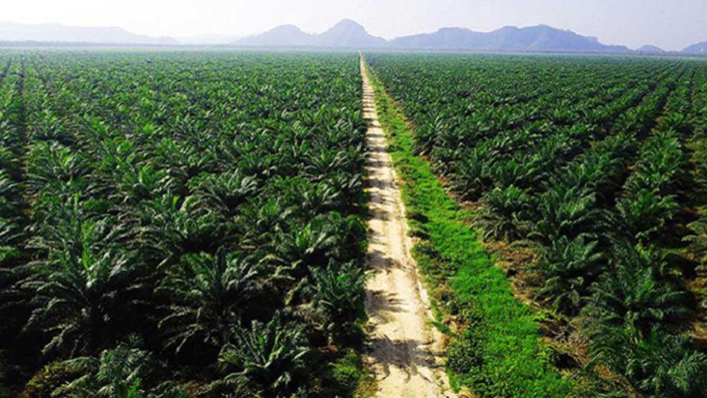 Komoditas Sawit Sumbang Devisa RI US$25,61 miliar