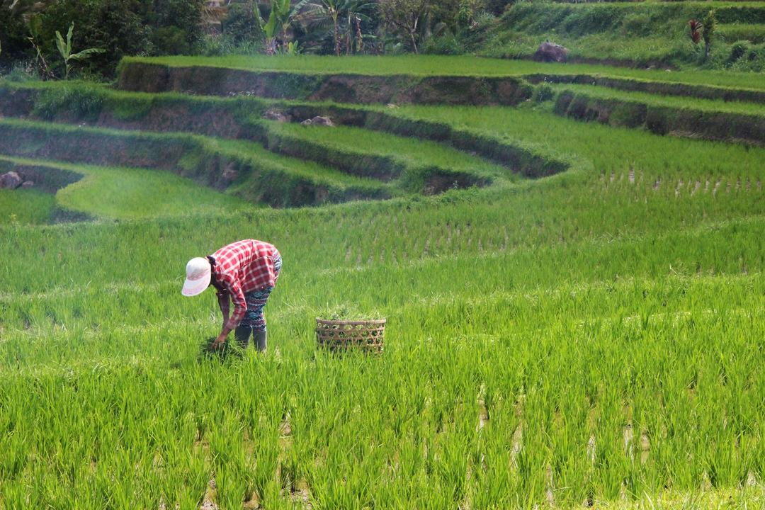 BPS: Produksi Beras Januari–Maret 2025 Bisa Capai 8,67 Ton