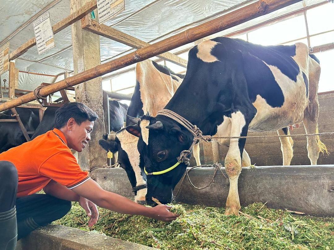 Widi, Peternak Sapi Perah di Pasuruan Jawa Timur