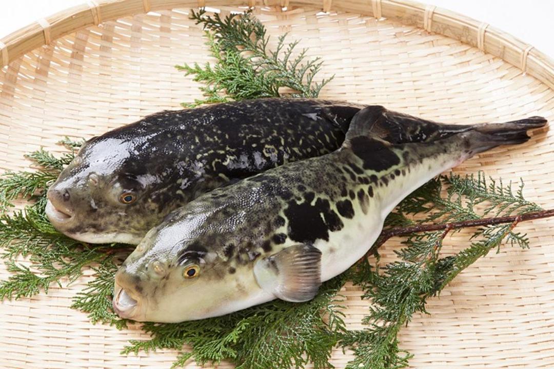 10 Ikan Termahal di Dunia, Dijual Lebih dari Rp65 Juta per Pon