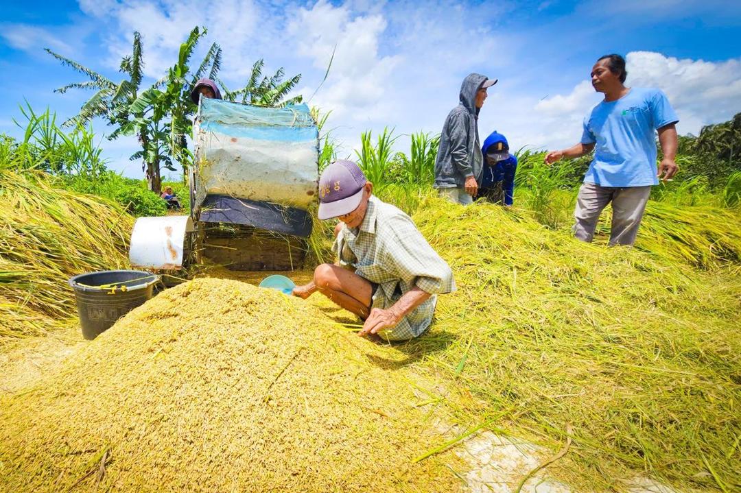 Ilustrasi gabah yang diolah petani