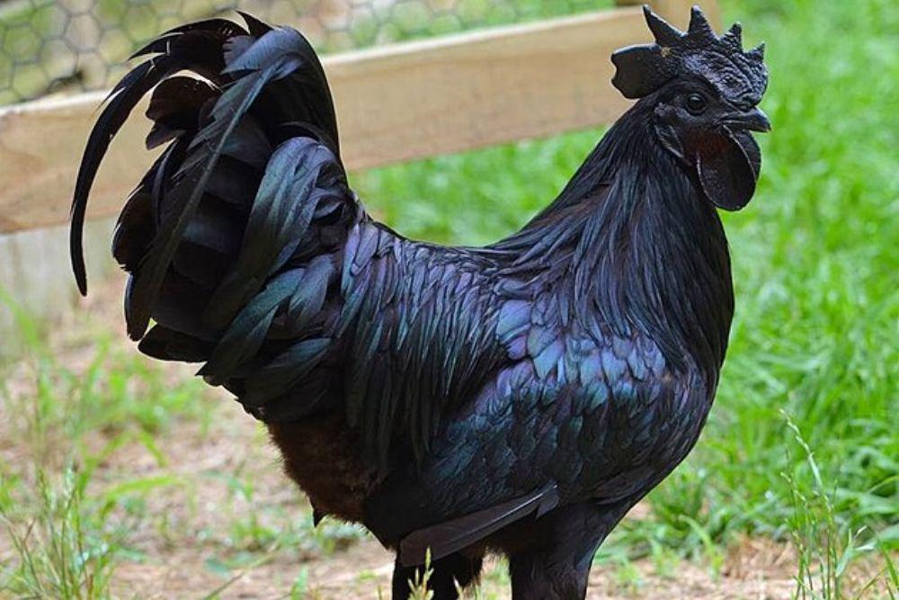 6 Alasan Mengapa Ayam Cemani Jadi Ayam Termahal di Dunia