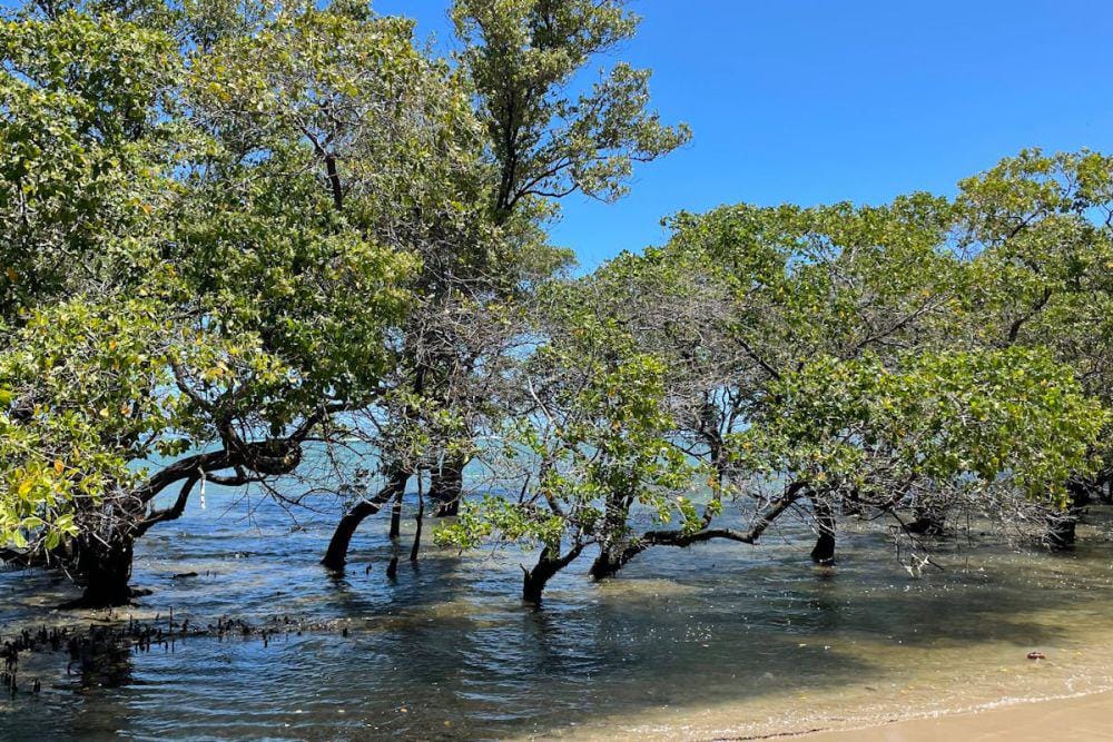 ilustrasi hutan mangrove (pexels.com/Nature Inspiration)