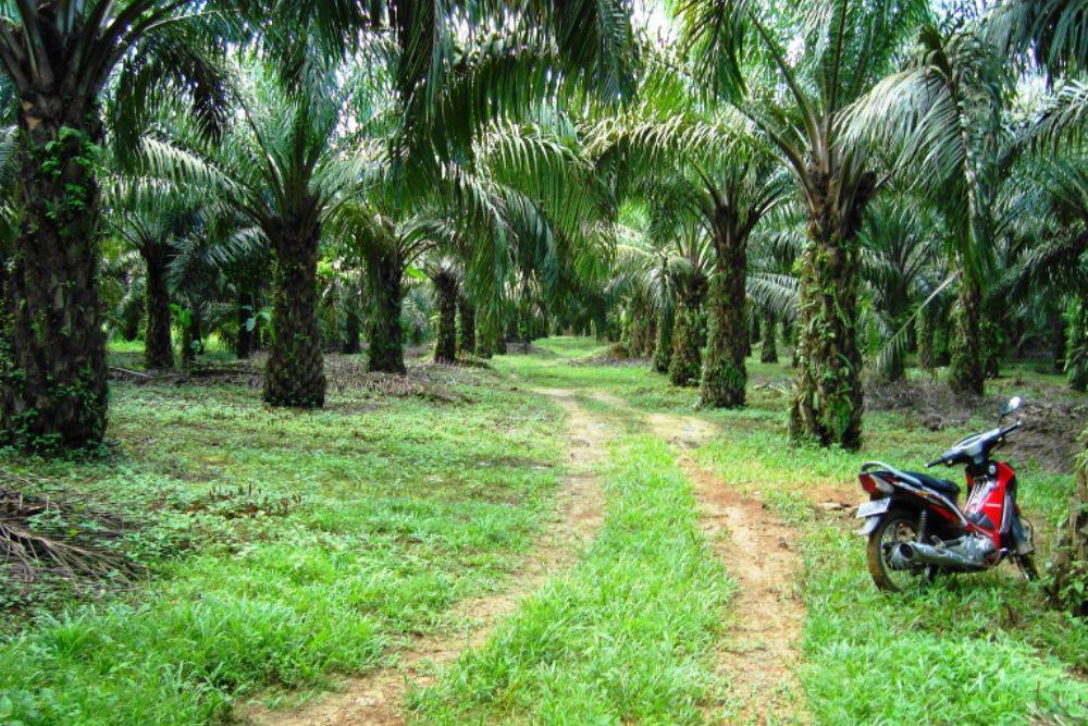 Daftar Saham CPO di Indonesia 2025 yang Tercatat di BEI