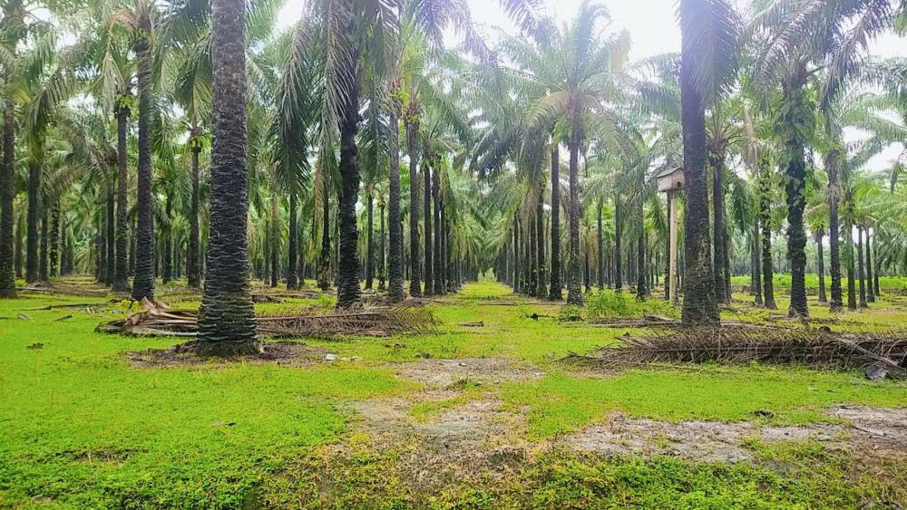 Investor Cina Tertarik Investasi US$9 miliar ke Teknologi Sawit di RI