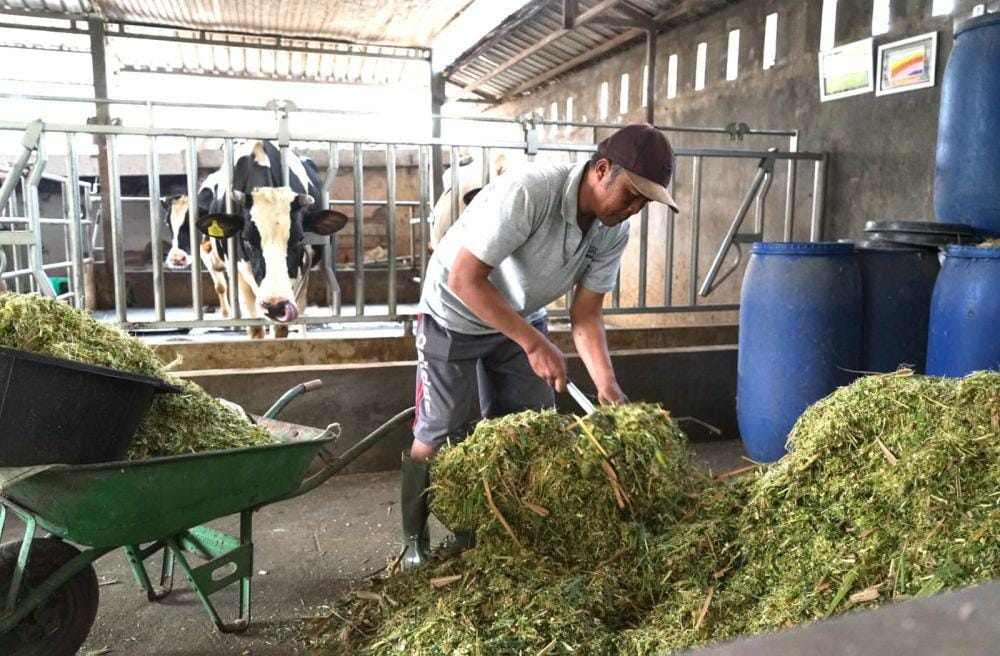 Keberlanjutan Susu Lokal Ala Nestlé Indonesia