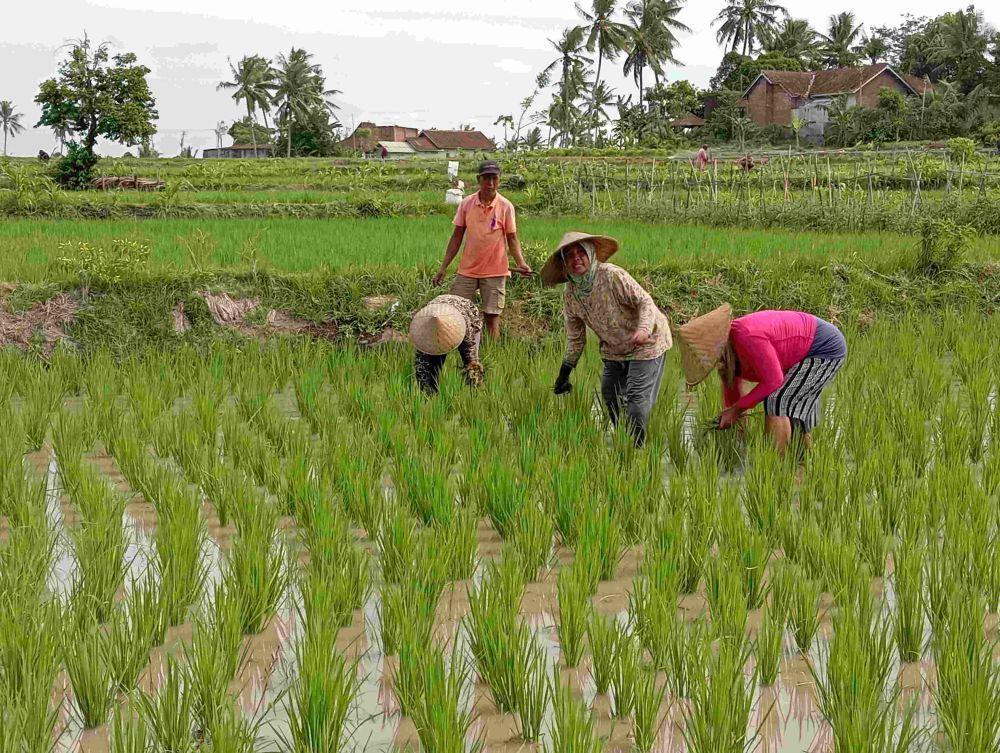 KUR BRI Tembus Rp54,9 triliun, Bagaimana NPL-nya?