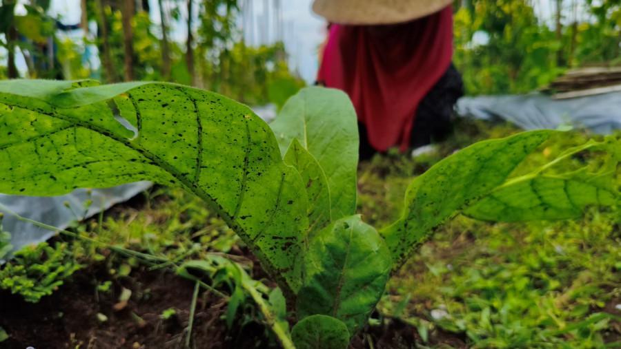 Djarum Setop Beli Tembakau Petani di Temanggung, Nasib Petani Kian Tak Pasti