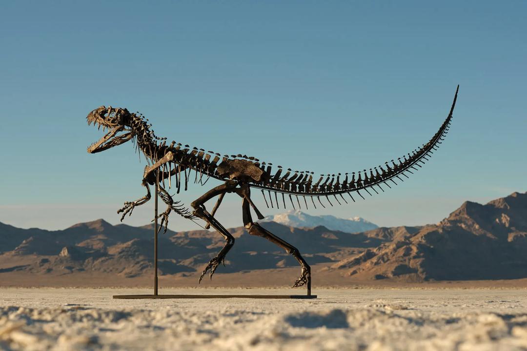 16HS-dinosaur-auction-01-ztkh-superJumbo.png