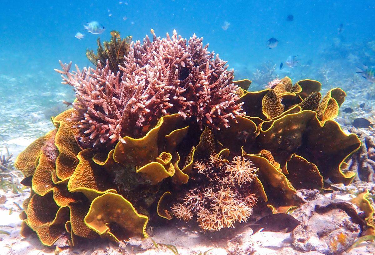 Coral 4.jpg