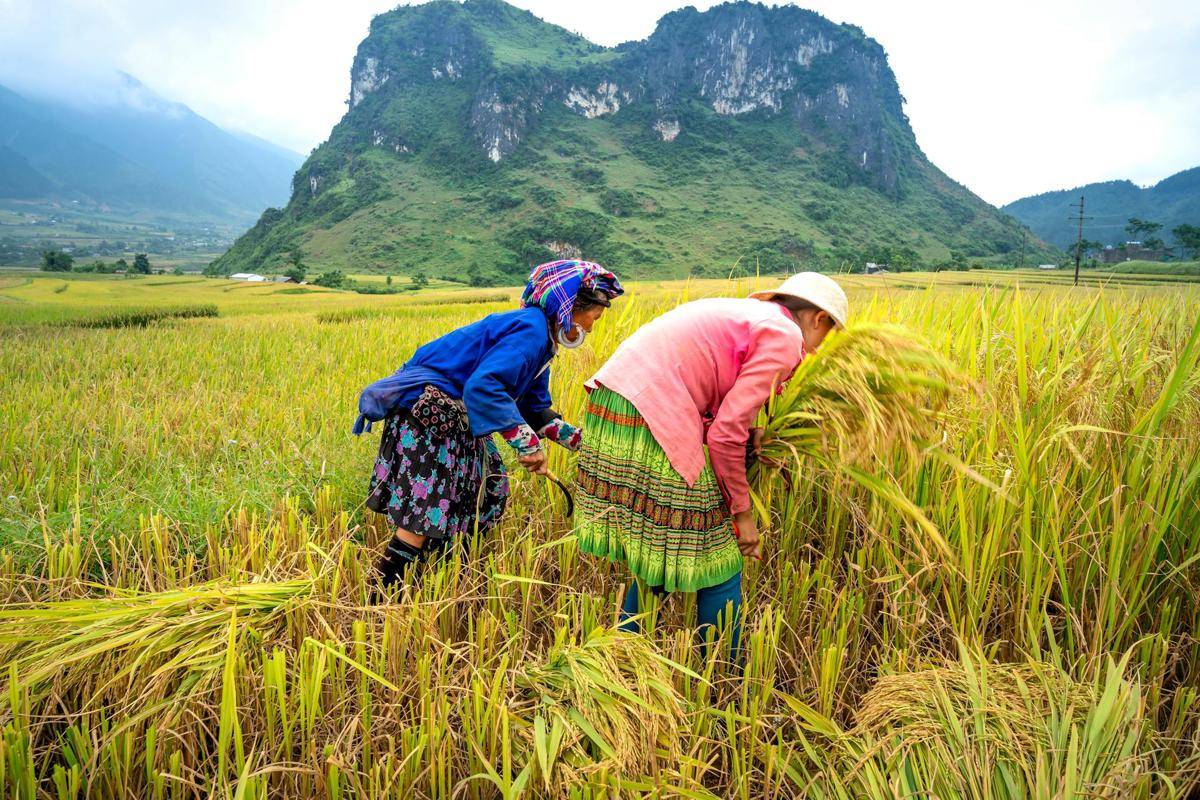 ilustrasi wanita di sawah (pexels.com/Quang Nguyen Vinh)
