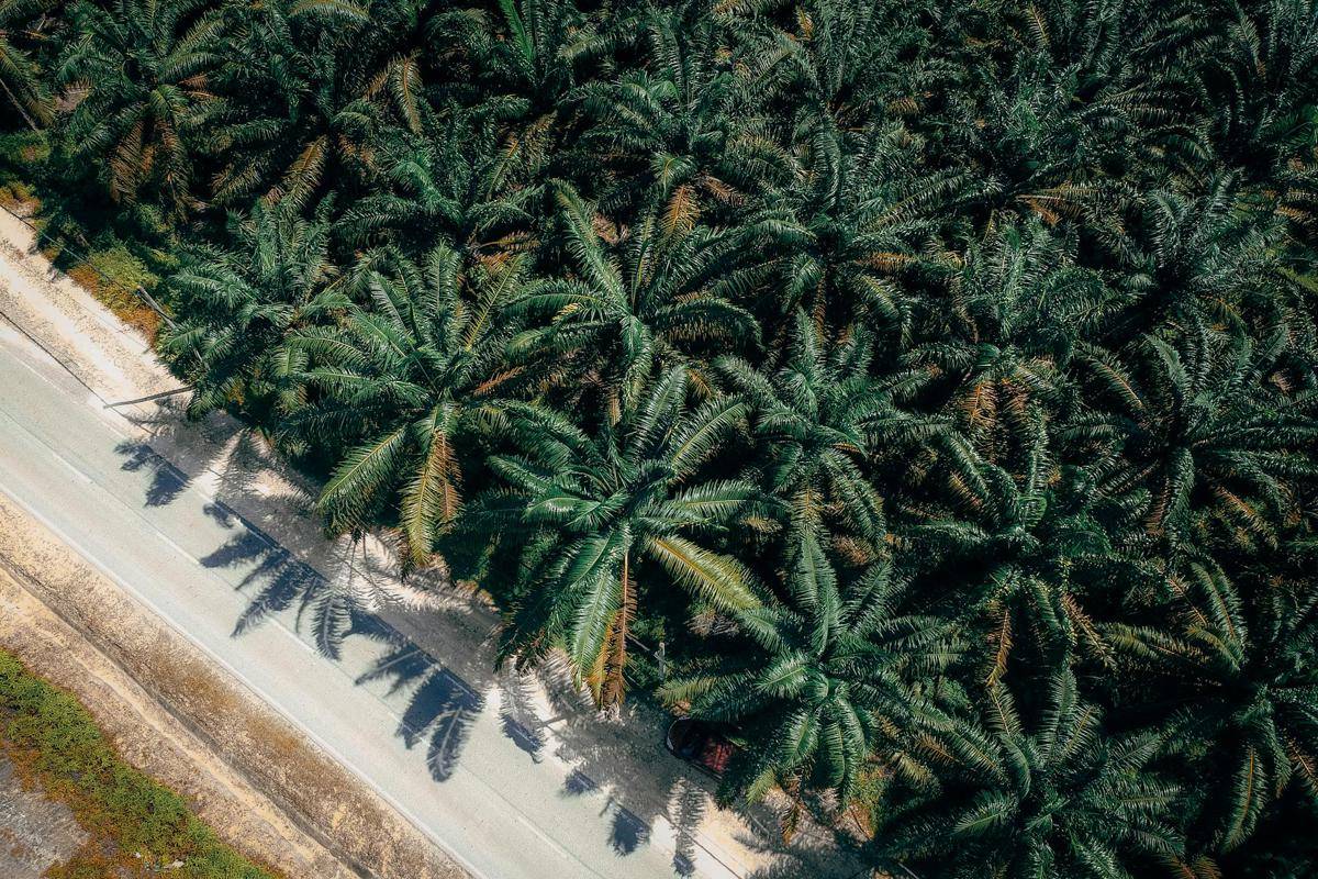Lahan perkebunan kelapa sawit (Pexels/Pok Rie)