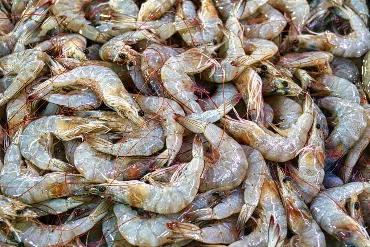 ilustrasi ekspor udang