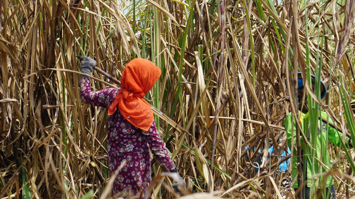 Ngadmi bersama puluhan perempuan lainya saat tebang tebu di desa Mangunrejo Kawedanan Magetan. IDN Times/Riyanto.