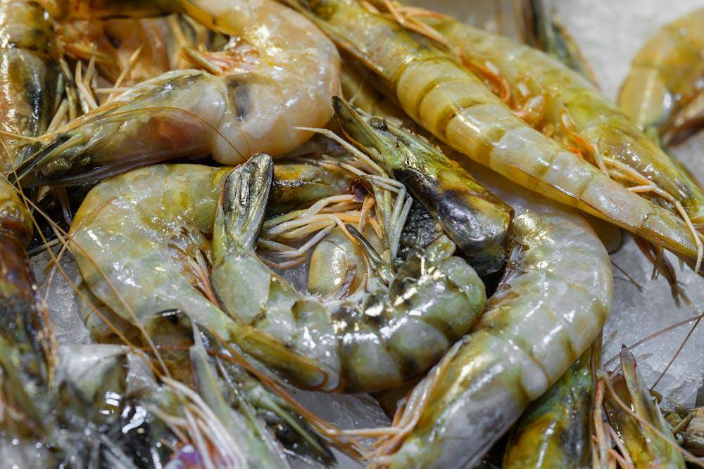 udang fresh
