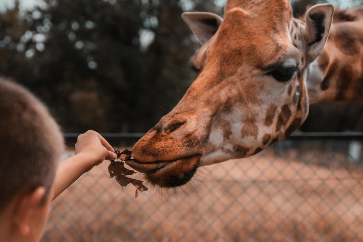 ilustrasi liburan di kebun binatang (unsplash.com/Jusdevoyage)