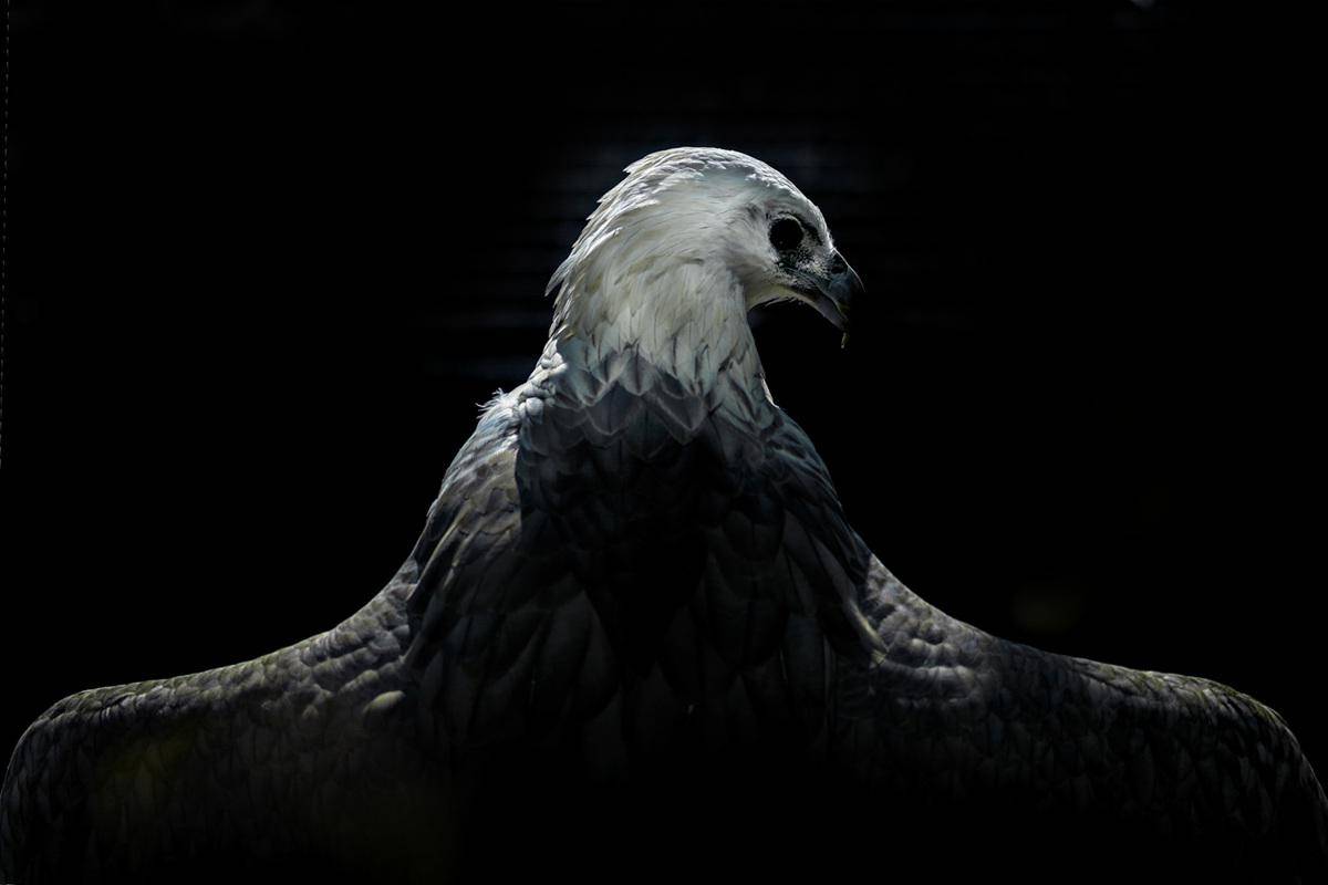 Prigen D1 (01) (1).jpg