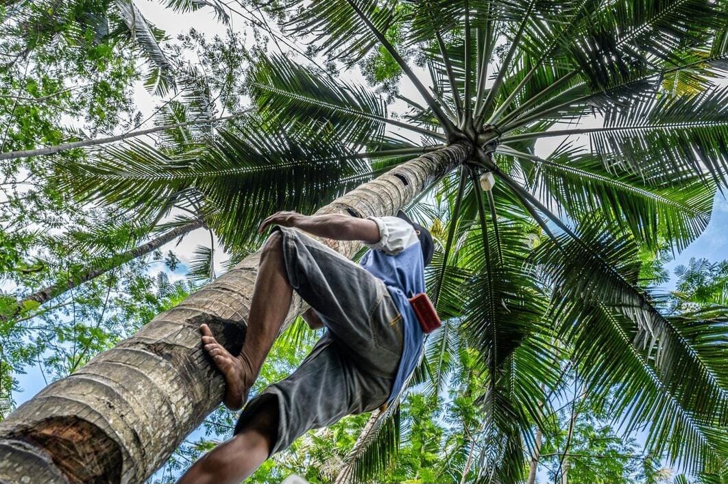 ilustrasi pekerja kebun kelapa sawit (freepik.com/wirestock)