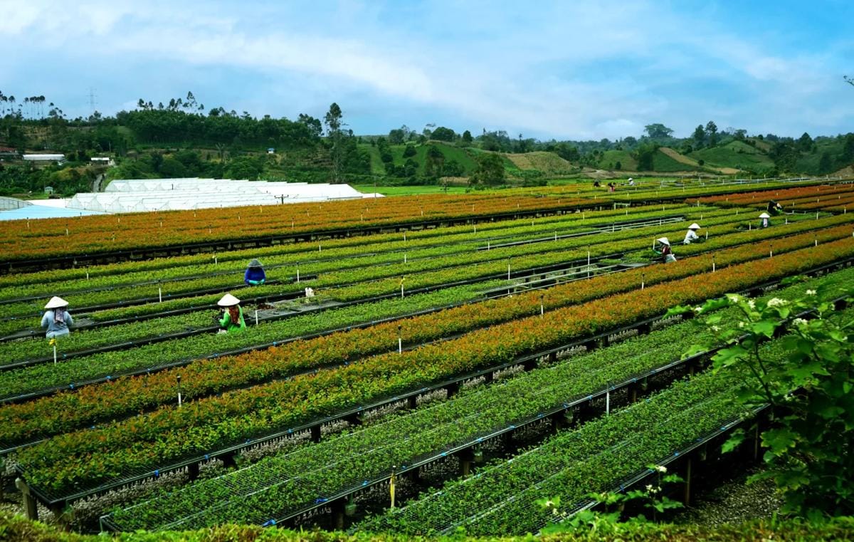 PT Toba Pulp Lestari