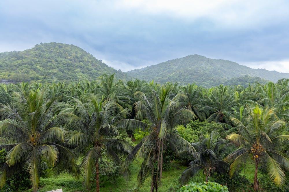 ilustrasi perkebunan kelapa sawit