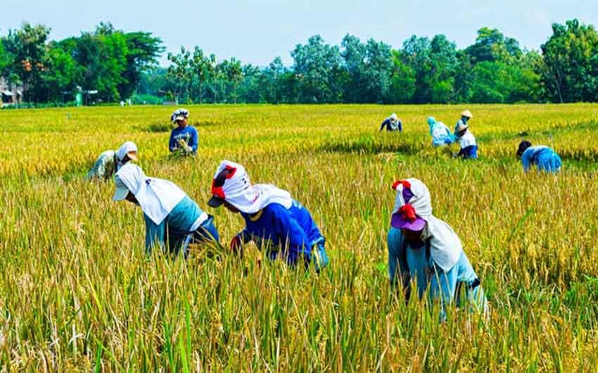 Pemerintah Pastikan Impor Produk Pertanian AS US$4,5 M Tak Bebani APBN