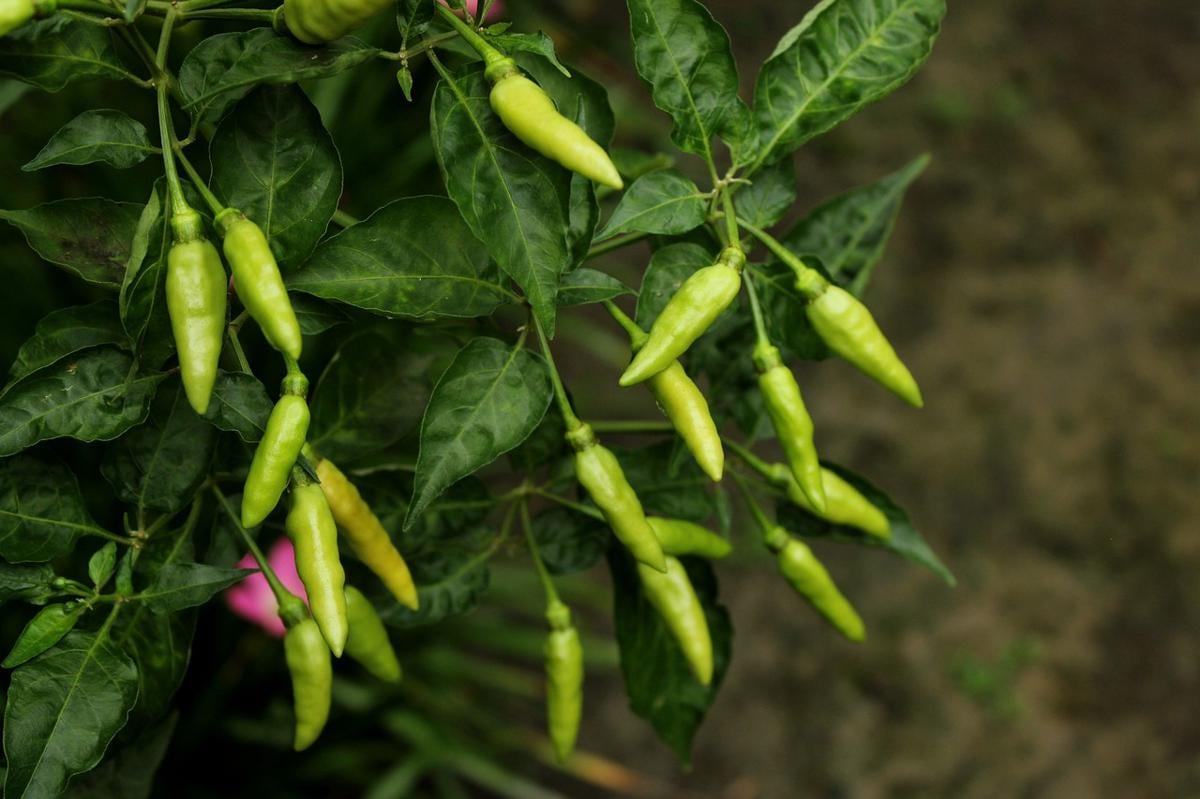 Harga Pangan 25 September 2026: Beras, Cabai, Daging, dan Minyak
