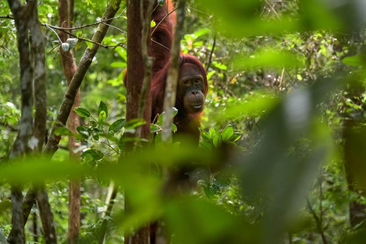 Kutukan SDA Mengintai, Indef Soroti Lemahnya Tata Kelola