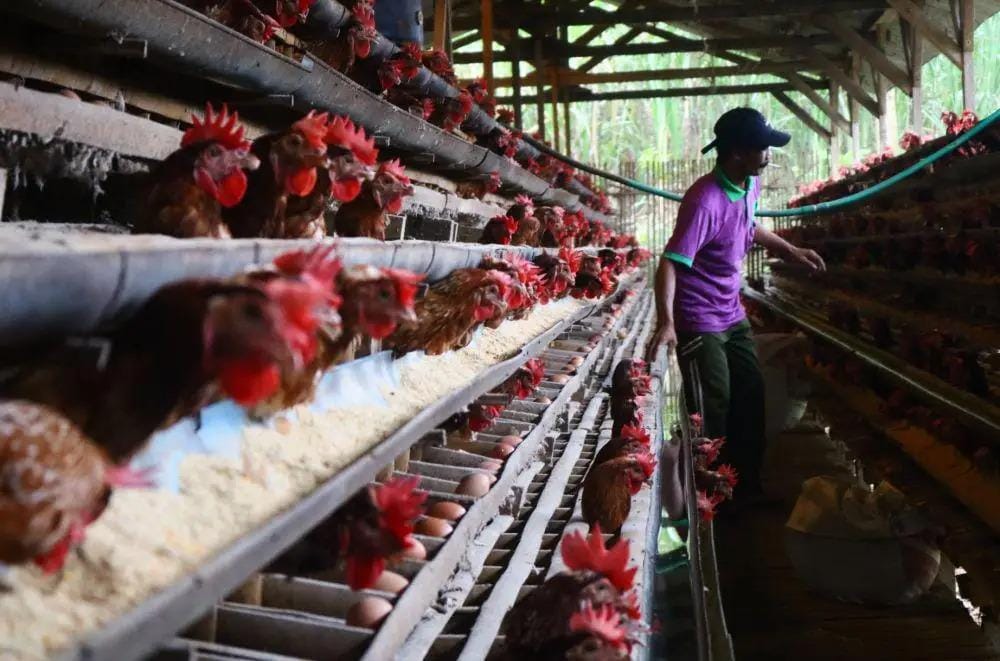 Indonesia Akan Impor 580 Ribu Ayam dan 1.000 Ton Beras dari AS
