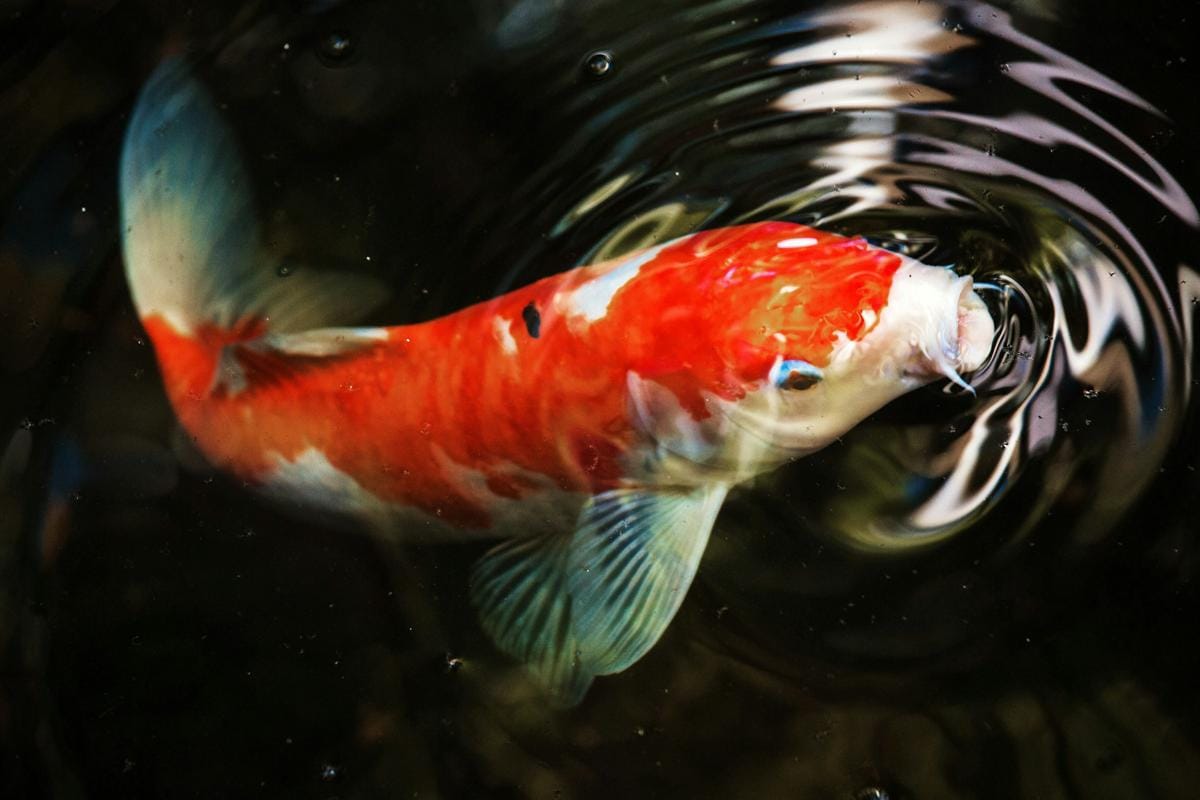 Jenis Ikan Koi Termahal di Dunia, Ada yang Rp26 Miliar
