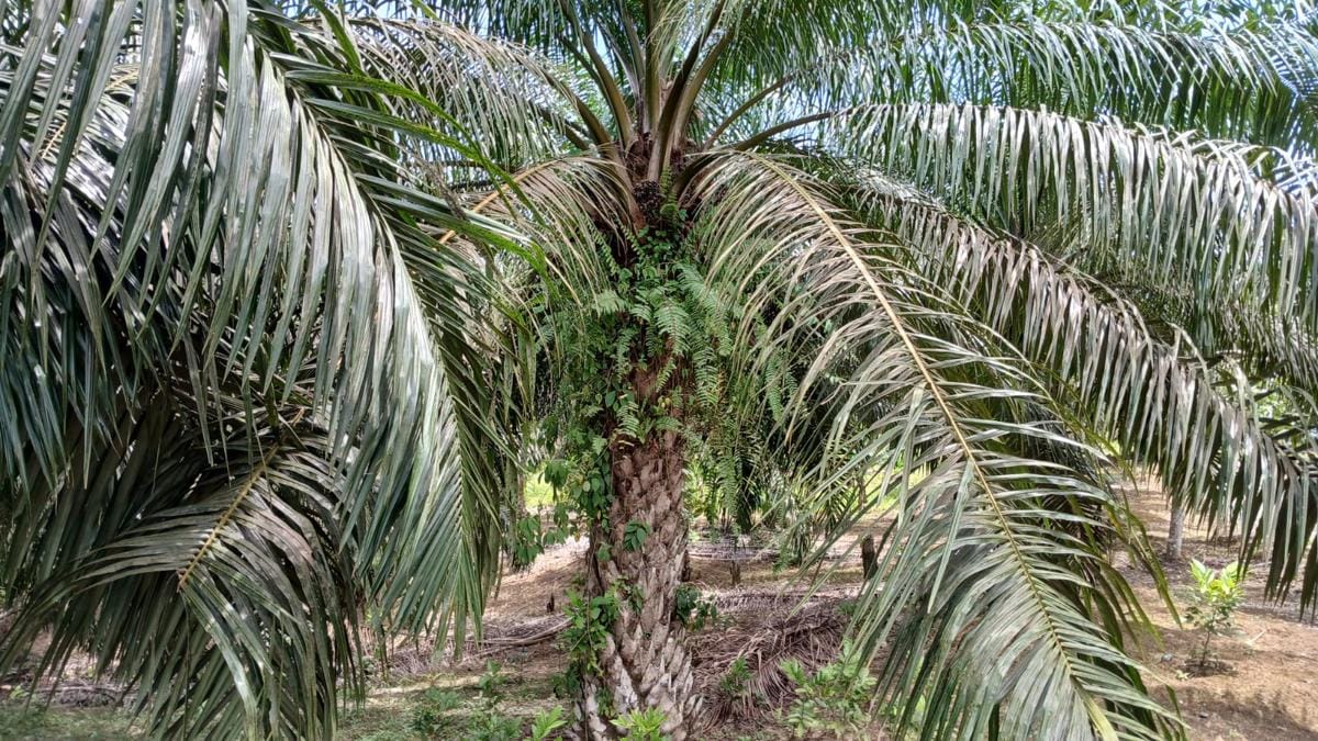 B40 Dorong Nilai Tambah Ekonomi Rp90 T, Digitalisasi Sawit Digenjot