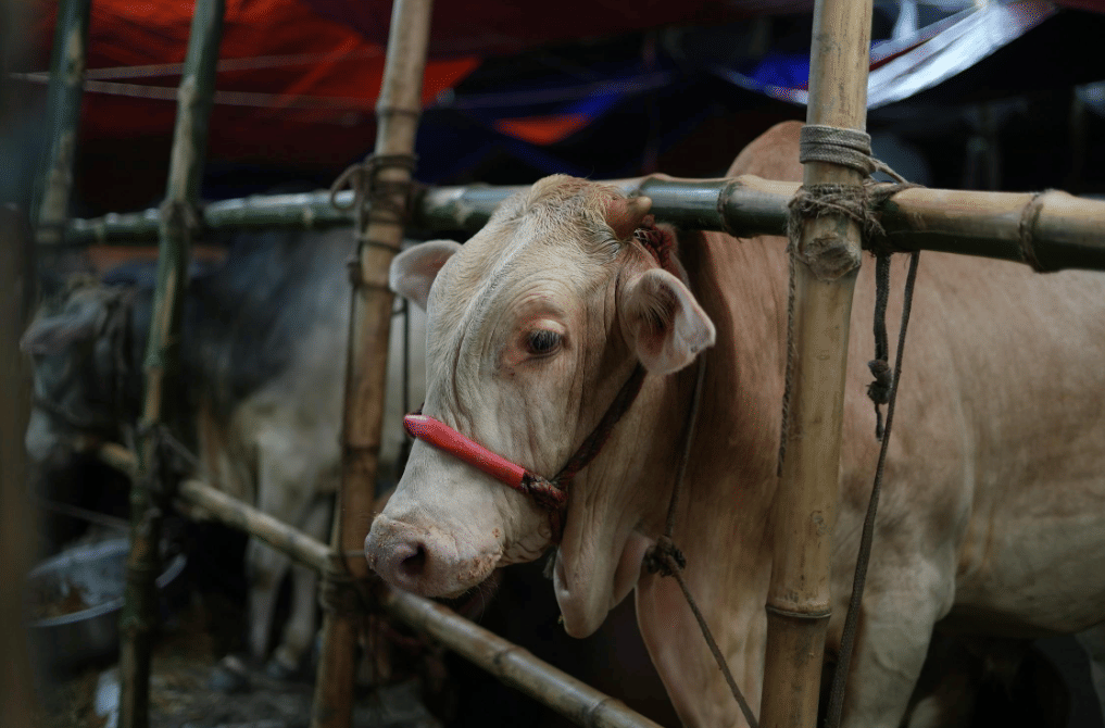 Daya Beli Melemah, Potensi Ekonomi Kurban Susut Jadi Rp26,89 Triliun