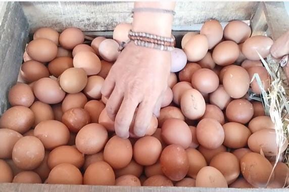 Bapanas Ingin Bansos Telur dan Ayam Digulirkan Lagi
