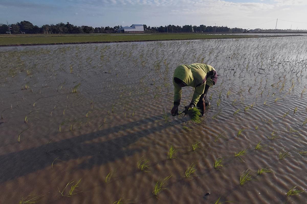 FAO Ingatkan Waspada El Nino, Indonesia Masuk Risiko Tinggi Kekeringan