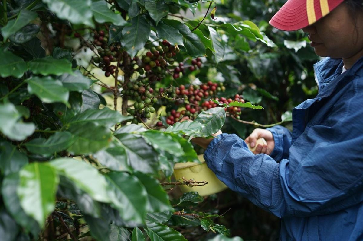 AI hingga Live Shopping Dorong Omzet Bisnis Kopi Hingga 60%