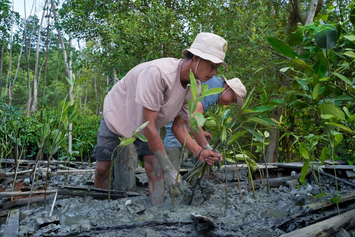 Kisah Masyarakat Pasir Sakti: Dulu Terkikis Abrasi, Kini Tumbuh Mangrove yang Menghidupi