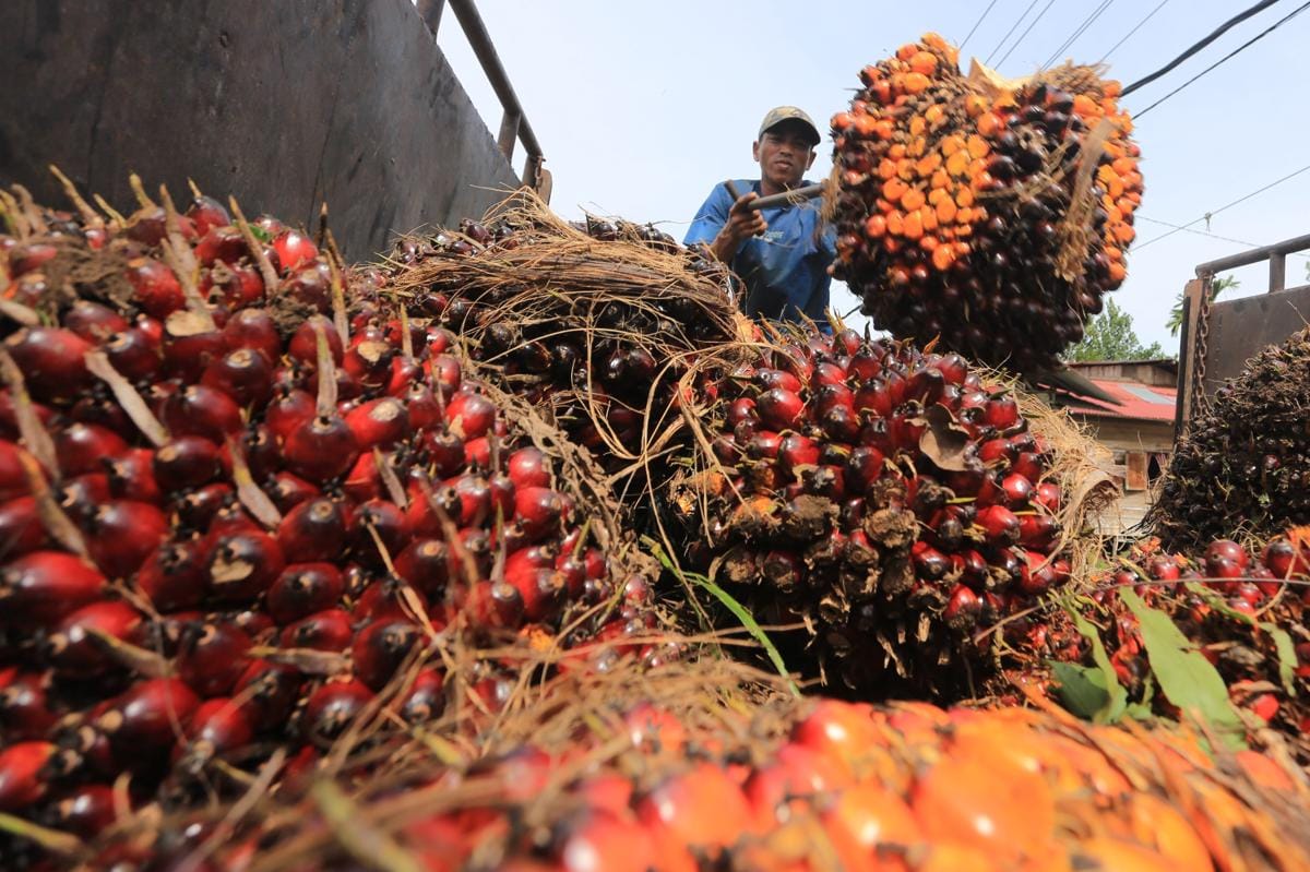 B50 Potensi Dongkrak Harga CPO, PalmCo Waspadai Kebangkitan Rapeseed